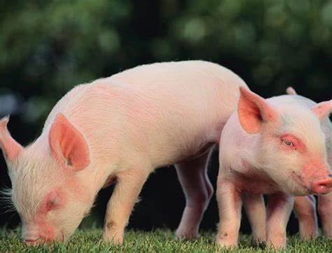 豬股大幅反彈的背后 豬價(jià)見(jiàn)底了嗎？